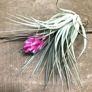 花芽付き♪ Tillandsia チランジア コットンキャンディパープル　(プランター)