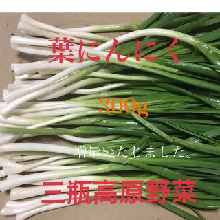 葉にんにく 300g 朝採り新鮮 島根の高原野菜(野菜)