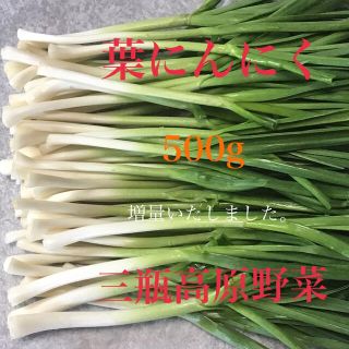 葉にんにく 500g 朝採り新鮮 島根の高原野菜(野菜)