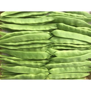 モロッコインゲン(野菜)