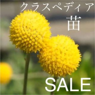 SALE‼️クラスペディア  苗(ドライフラワー)