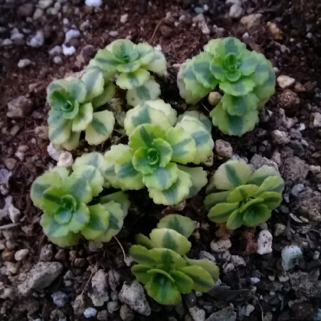 多肉植物セダムレモンライム抜き苗3本同梱割確認用ページです。の通販 多肉植物セダムレモンライム抜き苗3本同梱割確認用ページです。の通販