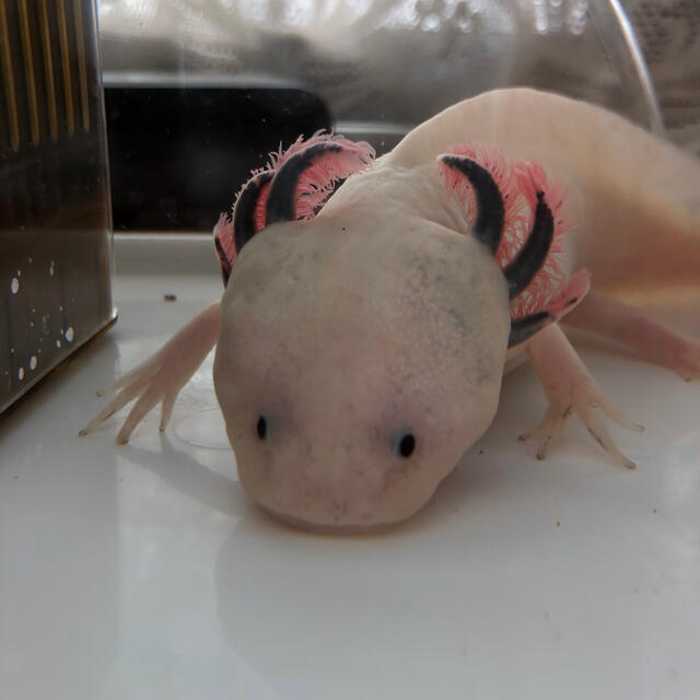 ウーパールーパー