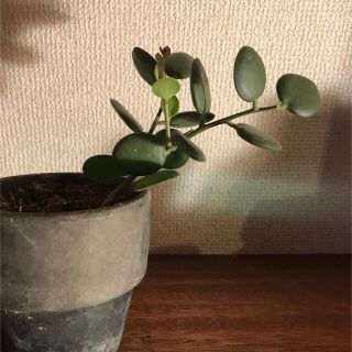 グリーンドラム🌱苗(その他)