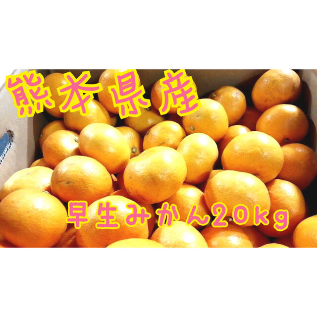 熊本県産早生みかん20kg 食品/飲料/酒の食品(フルーツ)の商品写真