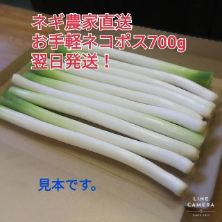 明日発送 長ネギ(白ネギ)訳あり お手軽ネコポス700グラム 以上農家直送(野菜)