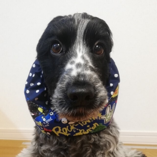 犬 スヌード 中型犬用 モンスター レトロの通販 By Noahouse S Shop ラクマ 犬 スヌード 中型犬用 モンスター レトロの通販 By Noahouse S Shop ラクマ