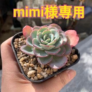 mimi様専用 多肉植物(その他)