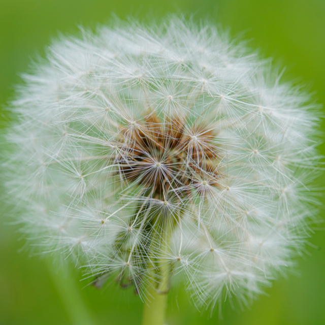 Tokina FiRIN 100mm F2.8 FE MACRO