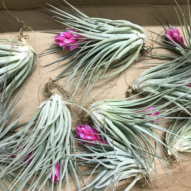 花芽付き♪ Tillandsia チランジア コットンキャンディパープル 花芽付き♪ Tillandsia チランジア コットンキャンディパープル
