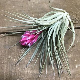 花芽付き♪ Tillandsia チランジア コットンキャンディパープル　(プランター)