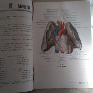 日本人体解剖学 下巻 改訂１９版　金子
