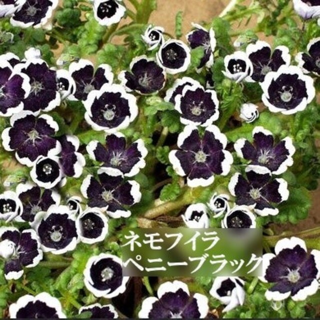 寒冷地の春まき花の種 ネモフィラ ペニーブラック 50粒の通販 By Hanababa S Shop ラクマ