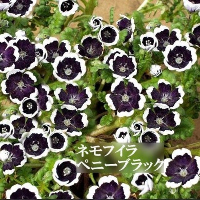 寒冷地の春まき花の種 ネモフィラ ペニーブラック 50粒の通販 By Hanababa S Shop ラクマ 寒冷地の春まき花の種 ネモフィラ ペニーブラック 50粒の通販 By Hanababa S Shop ラクマ