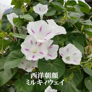 春まき花の種　　西洋朝顔「ミルキーウェイ」30粒(その他)