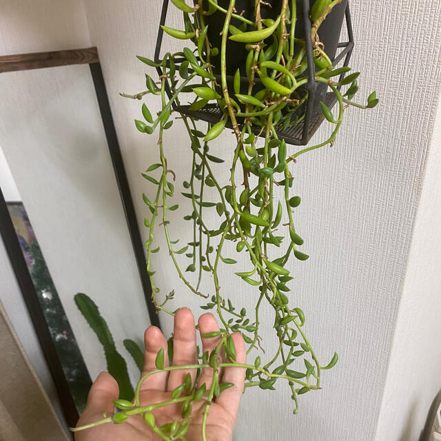 グリーンネックレス　約1m ポット付き　観葉植物 ハンドメイドのフラワー/ガーデン(その他)の商品写真