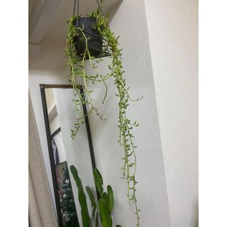 グリーンネックレス　約1m ポット付き　観葉植物(その他)