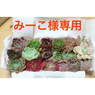 みーこ様専用  寄せ植えセット18種(その他)