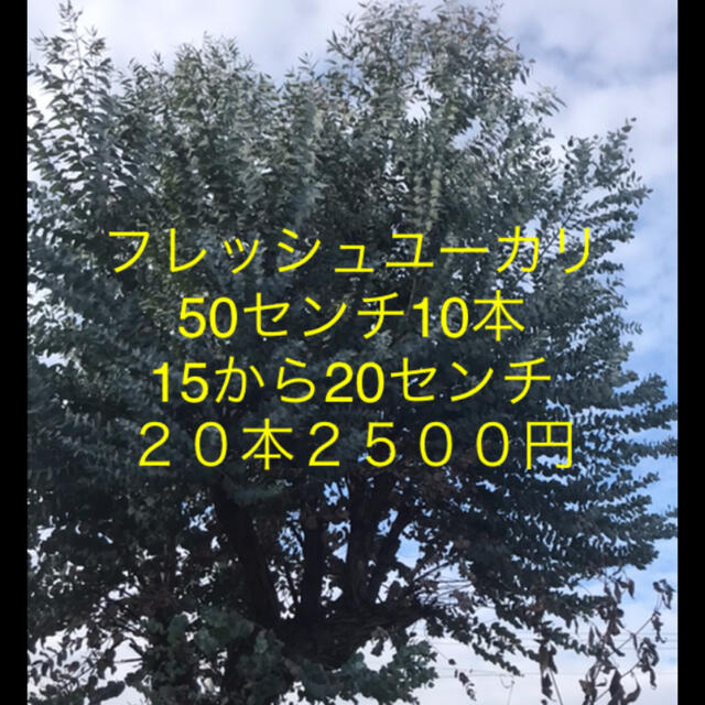 フレッシュユーカリ 50センチ10本15から20センチ20本2500円 ハンドメイドのフラワー/ガーデン(その他)の商品写真