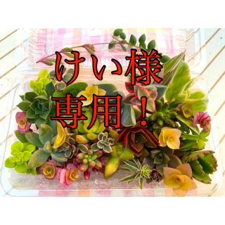 けい様専用❣️カラフル寄せ植え③❣️沢山可愛子達❣️(その他)