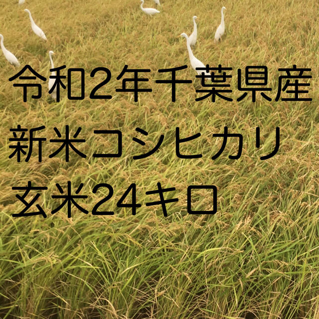 令和2年新米コシヒカリ玄米24kg　米/穀物