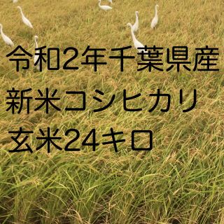 令和2年新米コシヒカリ玄米24kg(米/穀物)