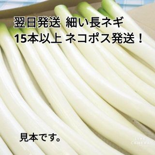 細い長ネギ（白ネギ）訳あり特価　　１５本（７００g）以上　翌日配送　(野菜)