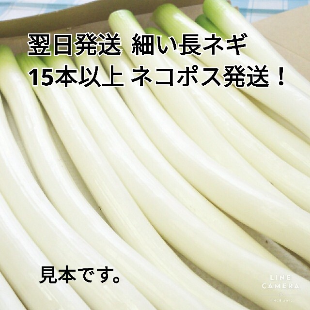 細い長ネギ（白ネギ）訳あり特価　　１５本（７００g）以上　翌日配送 食品/飲料/酒の食品(野菜)の商品写真