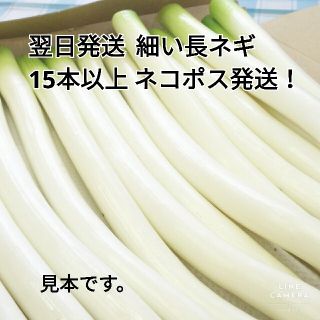 細い長ネギ（白ネギ）訳あり特価　　１５本（７００g）以上　翌日配送(野菜)