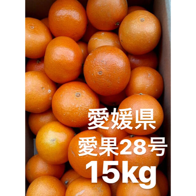 ●愛媛県　愛果28号　15kg食品/飲料/酒