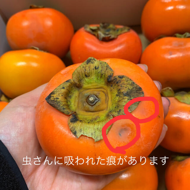 M21 和歌山県産　富有柿　ご家庭用 食品/飲料/酒の食品(フルーツ)の商品写真