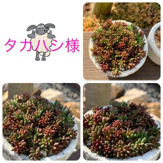 多肉植物4種類(その他)