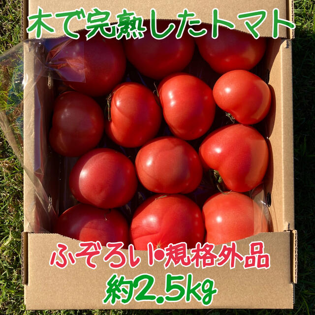 木成り完熟八風とまと　ふぞろい・規格外品　約2.5kg 食品/飲料/酒の食品(野菜)の商品写真