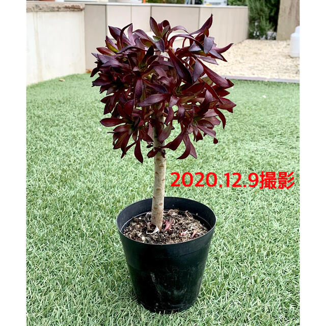 【土・植木鉢付き】黒法師　アオエニウム　多肉植物 ハンドメイドのフラワー/ガーデン(その他)の商品写真