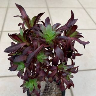 【土・植木鉢付き】黒法師　アオエニウム　多肉植物(その他)