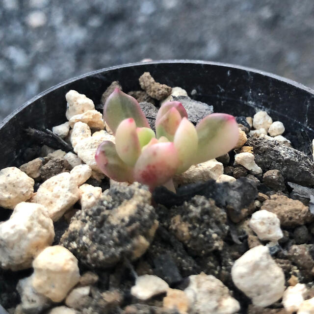 ピンクルルビー錦 小苗 多肉植物 多肉 微根 抜き苗 - その他