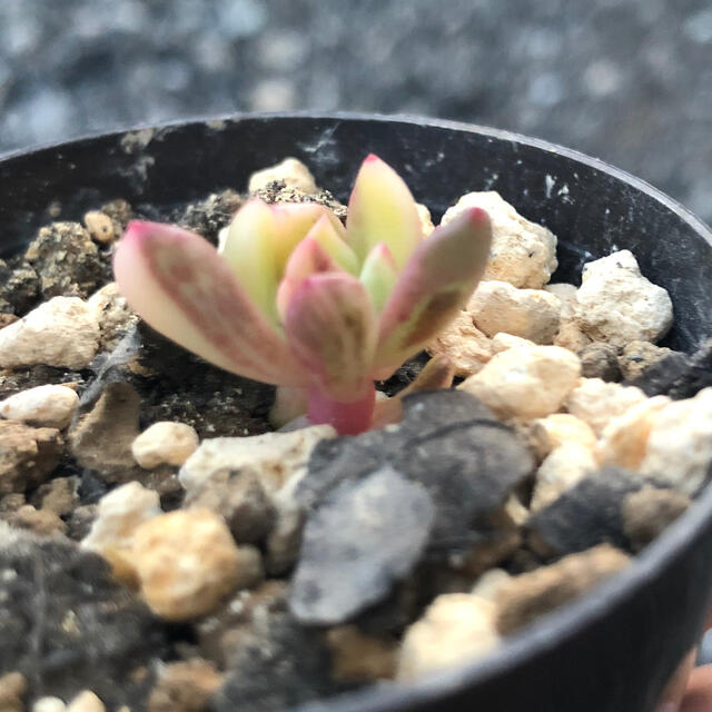 ピンクルルビー錦 微根 抜き苗 多肉植物 新根出てます 多肉 小苗 - その他