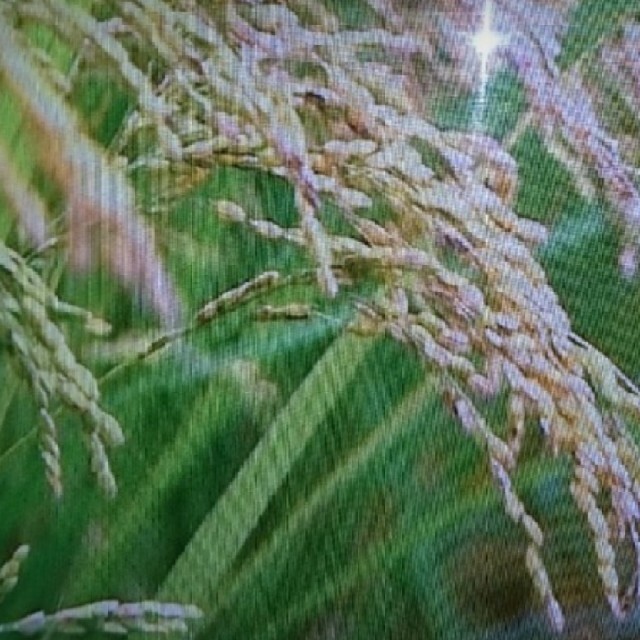 新米☆茨城県産こしひかり 食品/飲料/酒の食品(米/穀物)の商品写真