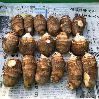 koko様専用 ふっくら里芋大きめ15kg(野菜)