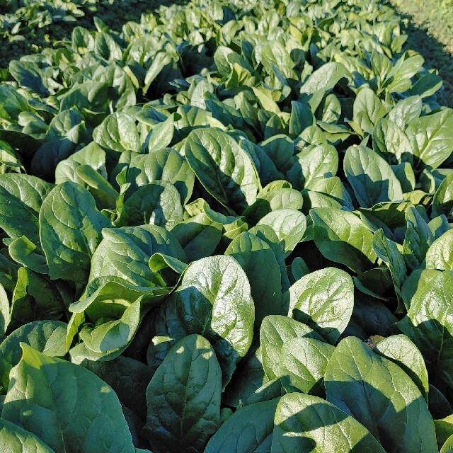 茨城の無農薬規格外の大きいほうれん草 | フリマアプリ ラクマ