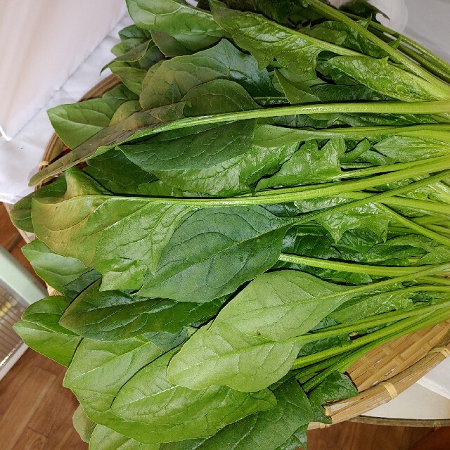 茨城の無農薬規格外の大きいほうれん草