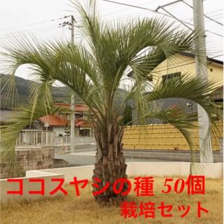 コノスヤシ種　栽培セット(その他)