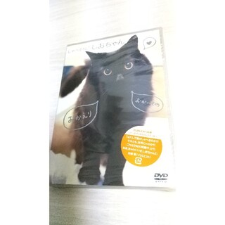 しゃべるねこ、しおちゃん DVD(趣味/実用)