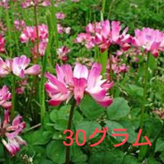 れんげ草 種 大量30グラム(その他)