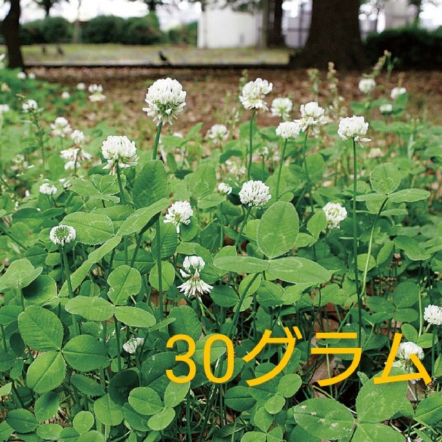 ホワイトクローバー フィア 種 大量30グラム ハンドメイドのフラワー/ガーデン(その他)の商品写真