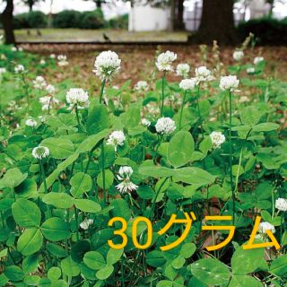 ホワイトクローバー フィア 種 大量30グラム(その他)