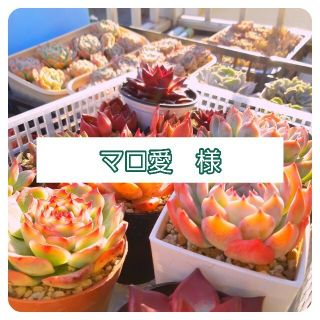 マロ愛様　ご確認用(その他)