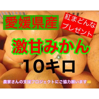 温州みかん10キロ  紅まどんなつき！(フルーツ)