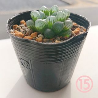送料込み 多肉植物 ハオルチア オブツーサ 抜き苗 ⑮(その他)