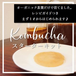 オーガニックコンブチャ株分け　サポート付き　紅茶きのこ　スコビースターターキット(茶)